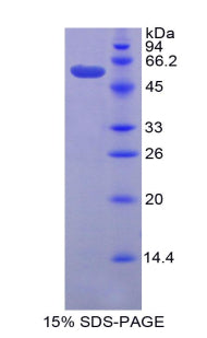 Figure 1. SDS-PAGE