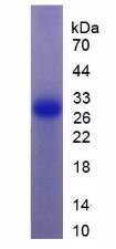 Figure 2. SDS-PAGE