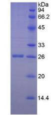 Figure 3. SDS-PAGE