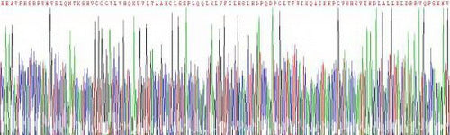 Recombinant Mouse Granzyme M (GZMM)