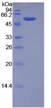 Figure 3. SDS-PAGE