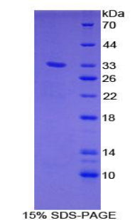 Figure 1. SDS-PAGE
