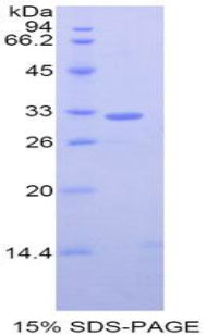 Figure 1. SDS-PAGE