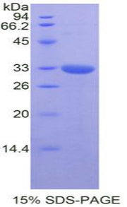 Figure 1. SDS-PAGE