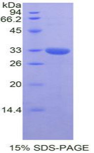 Figure 1. SDS-PAGE