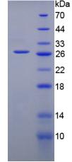 Figure 3. SDS-PAGE