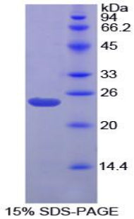 Figure 1. SDS-PAGE