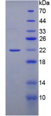 Figure 1. SDS-PAGE