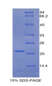 Figure 1. SDS-PAGE