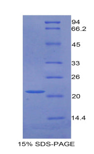 Figure 1. SDS-PAGE