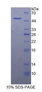 Figure 1. SDS-PAGE