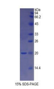Figure 1. SDS-PAGE