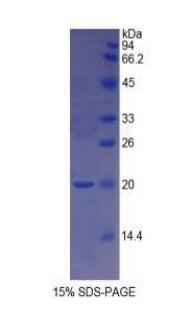 Figure 1. SDS-PAGE