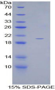 Figure 1. SDS-PAGE
