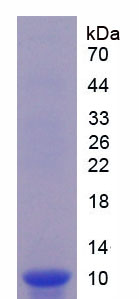 Figure 1. SDS-PAGE