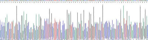Recombinant Human Growth Differentiation Factor 11 (GDF11)
