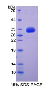 Figure 3. SDS-PAGE