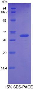 Figure 1. SDS-PAGE