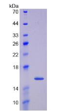 Figure 2. SDS-PAGE