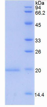 Figure 3. SDS-PAGE
