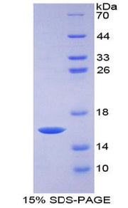 Figure 1. SDS-PAGE