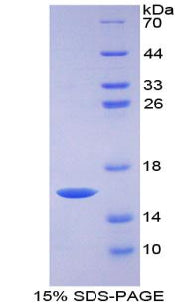 Figure 1. SDS-PAGE