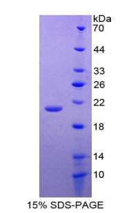 Figure 1. SDS-PAGE