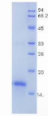 Figure 2. SDS-PAGE