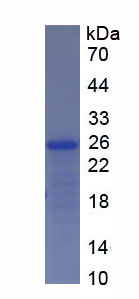 Figure 1. SDS-PAGE