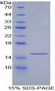 Figure 1. SDS-PAGE