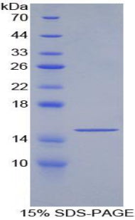 Figure 1. SDS-PAGE