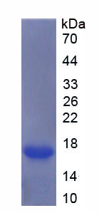 Figure 1. SDS-PAGE