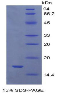 Figure 2. SDS-PAGE