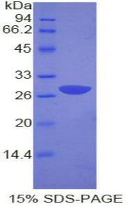 Figure 1. SDS-PAGE