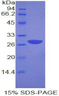 Figure 1. SDS-PAGE