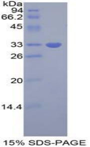 Figure 1. SDS-PAGE