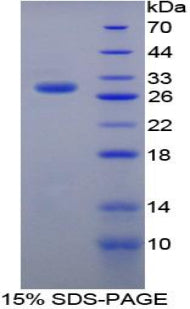 Figure 1. SDS-PAGE