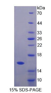 Figure 1. SDS-PAGE