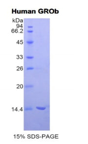 Figure 1. SDS-PAGE