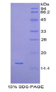 Figure 1. SDS-PAGE
