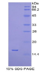 Figure 1. SDS-PAGE