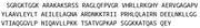 Recombinant H2A Histone Family, Member X (H2AFX), RPU41785