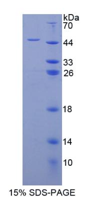 Figure 3. SDS-PAGE