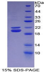 Figure 1. SDS-PAGE