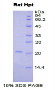 Figure 1. SDS-PAGE