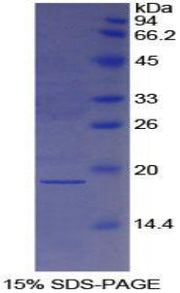 Figure 1. SDS-PAGE