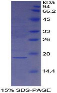 Figure 1. SDS-PAGE
