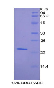 Figure 1. SDS-PAGE