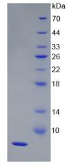Figure 2. SDS-PAGE