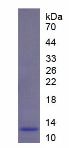 Figure 1. SDS-PAGE